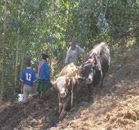 man plowing with two oxen